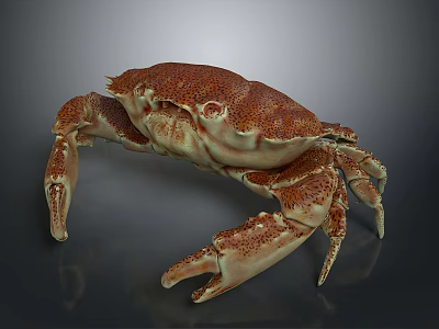 Spotted Brownish Red Crab With Large Claws And Segmented Legs On Smooth Surface Showing Reflection 3d model