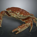 Spotted Brownish Red Crab With Large Claws And Segmented Legs On Smooth Surface Showing Reflection