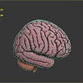 Human Brain 3D Rendered Model Featuring Pinkish Color And Detailed Anatomical Structure 3d model
