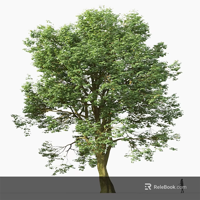 Tall Tree With Lush Green Foliage And Strong Trunk In Garden Setting 3d model 