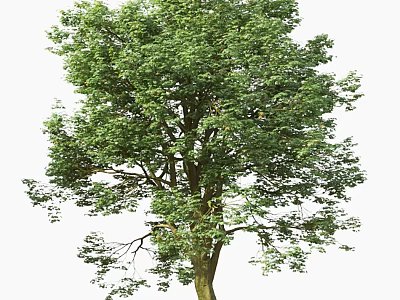 Tall Tree With Lush Green Foliage And Strong Trunk In Garden Setting 3d model