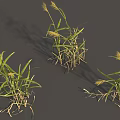 Grass Plants With Green Leaves And Yellow Spikes On Gray Background