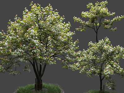 Lush Arbor With Green Leaves White Blooms And Dark Trunks On Grass Ground 3d model