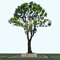 Tall Green Arbor with Lush Foliage and Thick Trunk Against Blue Sky