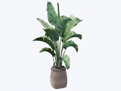 Home improvement potted plants 3d model