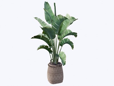 Home improvement potted plants 3d model