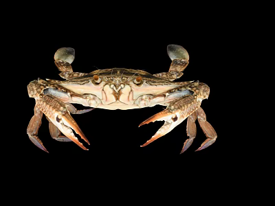 Close Up View Of Crab With Large Claws And Detailed Shell On Black Background 3d model
