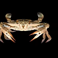 Close Up View Of Crab With Large Claws And Detailed Shell On Black Background