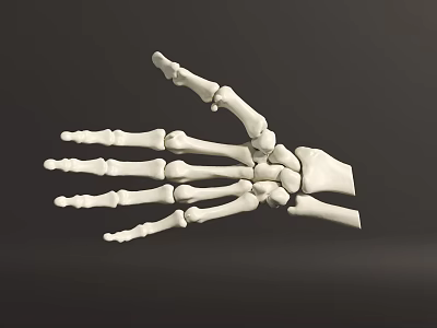 Detailed Human Hand Skeleton 3D Model Showing Anatomical Bone Structure 3d model