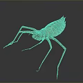 Close Up View Of Brown Insect With Long Legs And Segmented Body