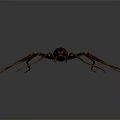 Large Spider With Long Legs And Dark Striped Body On Gray Gradient Background