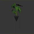 Lush Green Monstera Plant In Black Pot On Black Metal Stand
