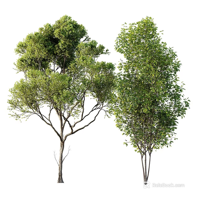 Two Arbor Trees With Lush Green Foliage And Slender Trunks Against White 3d model 