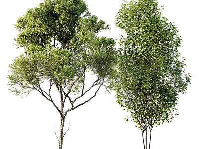 trees landscape trees green plant trees 3d model