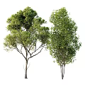 Two Arbor Trees With Lush Green Foliage And Slender Trunks Against White