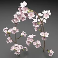 Delicate Pink Cherry Blossom Branches With Blooming Flowers On Gray Background