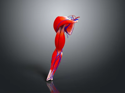 Medical Device 3D Model of Human Leg Muscle and Blood Vessels 3d model