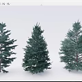 pine assemblage white fir conifer 3d model
