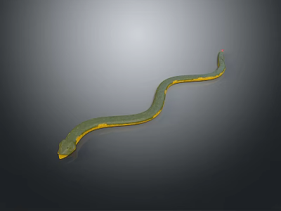 Slender Green Reptile Snake With Bright Yellow Stripes On Gray Background 3d model Slender Green Reptile Snake With Bright Yellow Stripes On Gray Background 3d model