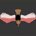3D Flying Animal Model With Pink Wings Brown Head And Spread Feathers Standing Pose