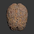 3D Brain Anatomical Model Medical Device for Neurosurgery Training and Education
