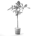 Indoor Potted Plants With Large Green Leaves And White Planter Pot