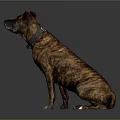 Brindle Brown Dog Portrait Sitting Looking Sideways Wearing Collar On Gray Background