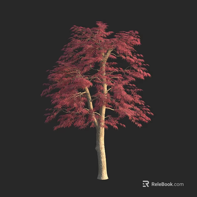 A Tall Tree With Vibrant Red Leaves Slender Trunk And Lush Foliage 3d model 