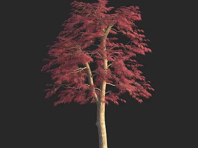 A Tall Tree With Vibrant Red Leaves Slender Trunk And Lush Foliage 3d model
