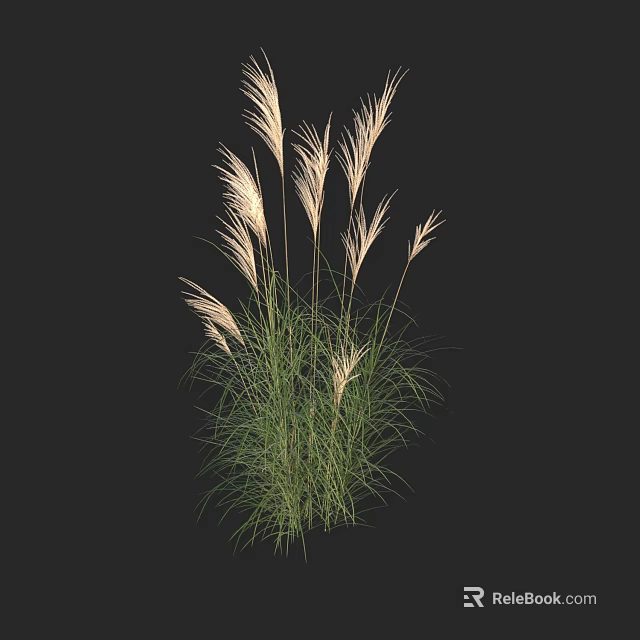 Tall Grass Plants With Green Leaves And White Feathery Plumes On Black Background 3d model 