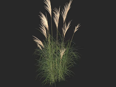 Tall Grass Plants With Green Leaves And White Feathery Plumes On Black Background 3d model