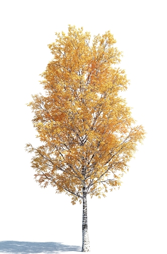 The Modern Tree 3d model