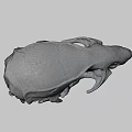 Detailed Animal Skull Skeleton With White Bone Structure On Dark Background 3d model