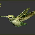 Flying Hummingbird with Green and White Body Brown Wings and Long Beak Against Dark Background