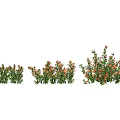 Three Clusters of Flowering Bushes with Green Leaves and Orange Blooms in Different Sizes