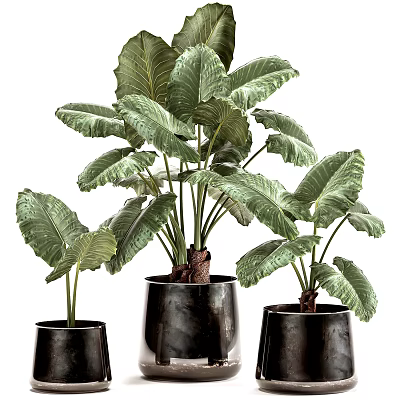 Bonsai Potted Plants with Green Large Leaves in Black Ceramic Pots 3d model