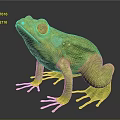 Realistic Green Frog With Large Eyes Smooth Skin On Black Reflective Surface