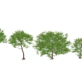 Lush Green Arbor Trees With Various Sizes Shapes And Foliage 3d model