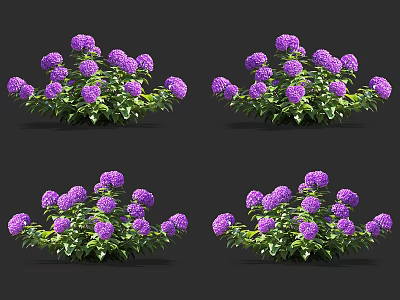 Vibrant Purple Flower Clusters With Lush Green Leaves In Multiple Displays 3d model