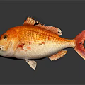 Vibrant Orange and White Fish with Scales Fins Tail on Dark Background and Reflection
