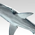 Great White Shark Marine Predator With Blue Gray Body And Sharp Teeth 3d model