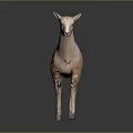 Light pink sheep standing on dark background with smooth fur and realistic posture