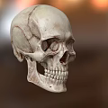 High Quality Medical Device Human Skull Model for Anatomical Education and Research