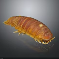 Giant Isopod With Brown Armored Exoskeleton And Many Legs On Dark Background