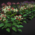 Vibrant Flowering Garden Plants with Green Leaves and White Red Clustered Flowers Against Dark Background