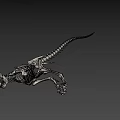 Tyrannosaurus Dinosaur Skeleton Fossil With Detailed Bone Structure And Sharp Teeth