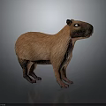 Realistic Brown Capybara 3D Model Standing On Dark Background With Reflective Surface