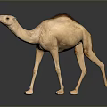Light Brown Camel Standing On Reflective Surface With Smooth Gray Background 3d model