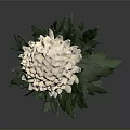 White Chrysanthemum Plant With Green Stem And Leaves On Gray Background