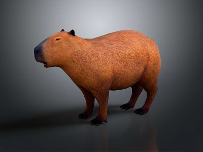 Brown Capybara Standing On Simple Gray Background With 3D Rendered Details 3d model